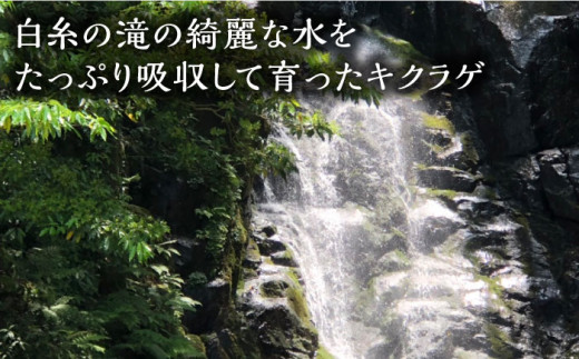 国産 肉厚 乾燥 きくらげ ( 15g × 4セット )《糸島》【きのこファーム】[AFC003]