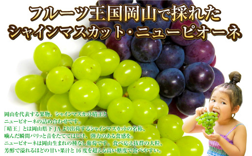 岡山県産 シャインマスカット「晴王」とニューピオーネ 3Lサイズ 計約1.2kg 【2024年8月下旬～9月下旬迄発送予定】