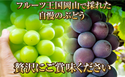 岡山県産 シャインマスカット「晴王」とニューピオーネ 3Lサイズ 計約1.2kg 【2024年8月下旬～9月下旬迄発送予定】