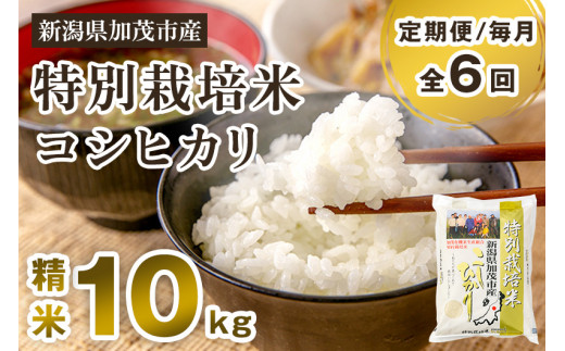 【令和6年産新米先行予約】【定期便6ヶ月毎月お届け】特別栽培米 コシヒカリ 精米 10kg（5kg×2）白米 従来品種コシヒカリ 加茂有機米生産組合 新潟県 加茂市産 白米 米 お米 定期便