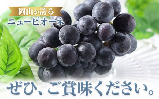 222.【先行予約】 岡山県産 つる付きニューピオーネ 3房 580g以上 露地栽培 葡萄 果物 厳選出荷 スイーツ フルーツ デザート 岡山県矢掛町《9月上旬-10月末頃に出荷予定(土日祝除く)》 種なしぶどう 【配送不可地域あり】