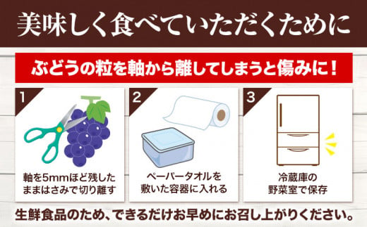 222.【先行予約】 岡山県産 つる付きニューピオーネ 3房 580g以上 露地栽培 葡萄 果物 厳選出荷 スイーツ フルーツ デザート 岡山県矢掛町《9月上旬-10月末頃に出荷予定(土日祝除く)》 種なしぶどう 【配送不可地域あり】