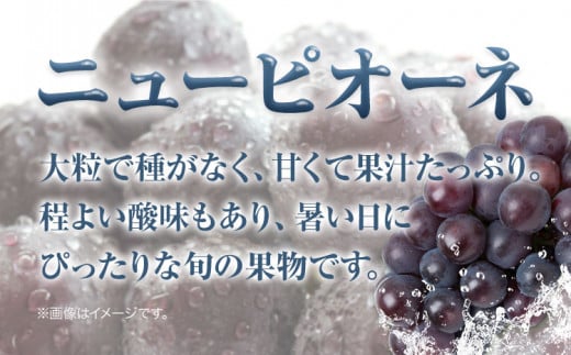 222.【先行予約】 岡山県産 つる付きニューピオーネ 3房 580g以上 露地栽培 葡萄 果物 厳選出荷 スイーツ フルーツ デザート 岡山県矢掛町《9月上旬-10月末頃に出荷予定(土日祝除く)》 種なしぶどう 【配送不可地域あり】