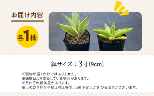 アガベ sp. ピロン クバ ＆ アガベ ベネズエラ 各1株 Agave sp pilon kuba ＆ Agave desmettiana 長与町/アグリューム [EAI197]