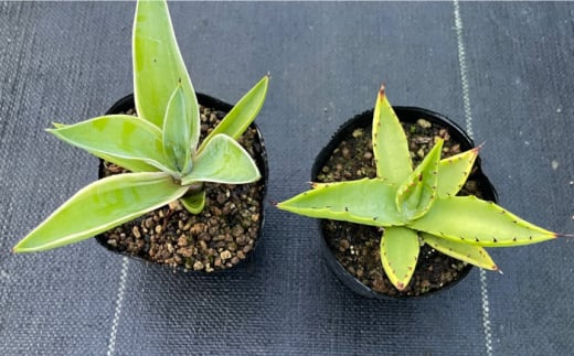 アガベ sp. ピロン クバ ＆ アガベ ベネズエラ 各1株 Agave sp pilon kuba ＆ Agave desmettiana 長与町/アグリューム [EAI197]