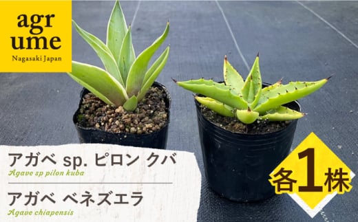 アガベ sp. ピロン クバ ＆ アガベ ベネズエラ 各1株 Agave sp pilon kuba ＆ Agave desmettiana 長与町/アグリューム [EAI197]