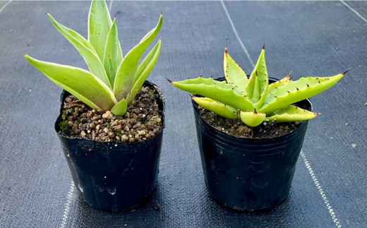 アガベ sp. ピロン クバ ＆ アガベ ベネズエラ 各1株 Agave sp pilon kuba ＆ Agave desmettiana 長与町/アグリューム [EAI197]