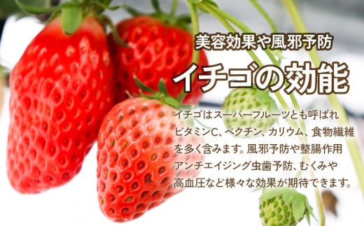 いちご 紅ほっぺ 4パック  ( 2025年 1月 以降 発送予定 ) 期間限定 人気 果物 フルーツ 新鮮 旬 冬 春 ケーキ ショートケーキ デザート ギフト 贈り物 贈答 イチゴ 苺 ストロベリー 徳島県 吉野川市 あんいちご園