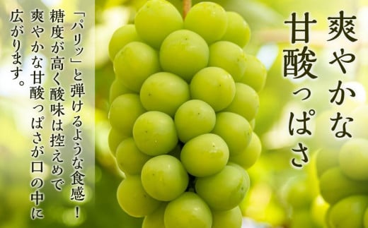 ぶどう 2025年 先行予約 瀬戸 ジャイアンツ 2房（1房480g以上） ブドウ 葡萄  岡山県産 国産 フルーツ 果物 ギフト