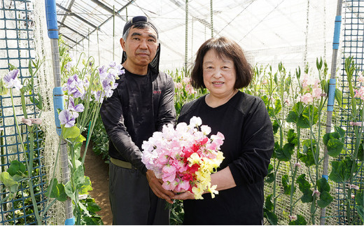 花 湘南のスイートピー ミックス 40本 英晃農園 花束 ※色指定不可