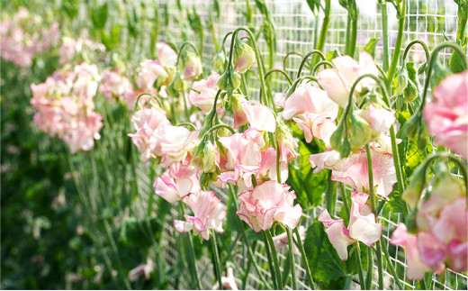 花 湘南のスイートピー ミックス 40本 英晃農園 花束 ※色指定不可