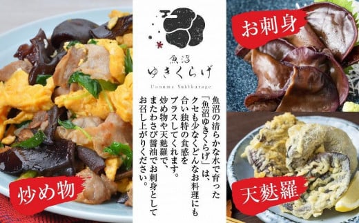 国産 生 きくらげ 100g×4パック 計400g 乾燥 きくらげ 20g×2パック 計40g 小分け 栄養豊富 無農薬 無添加 オーガニック 自家栽培 雪国 魚沼ゆきくらげ キクラゲ 木耳 きのこ キノコ ビタミンＤ 肉厚 健康 食品 食物繊維 佃煮 歯ごたえ  菌床 食感 高品質 送料無料 新潟県 南魚沼市