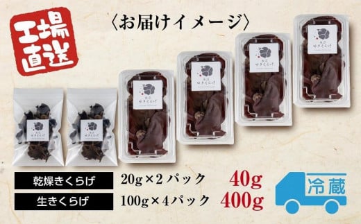 国産 生 きくらげ 100g×4パック 計400g 乾燥 きくらげ 20g×2パック 計40g 小分け 栄養豊富 無農薬 無添加 オーガニック 自家栽培 雪国 魚沼ゆきくらげ キクラゲ 木耳 きのこ キノコ ビタミンＤ 肉厚 健康 食品 食物繊維 佃煮 歯ごたえ  菌床 食感 高品質 送料無料 新潟県 南魚沼市