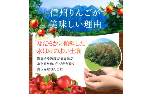 *【2024年 令和6年度発送 先行予約】東印平林農園 訳あり 安曇野の ぐんま名月 約9kg ｜ リンゴ りんご 林檎 果物 フルーツ 果実 果汁 ぐんま名月 ぐんまめいげつ 家庭用 わけあり 訳アリ 長野県 松川村 信州