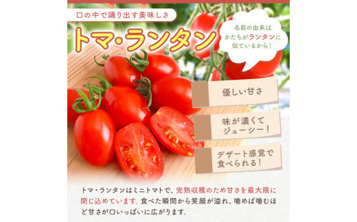 ミニトマト生産量 日本一 玉名市 !！ 「 トマ・ランタン 」 約 3kg ｜ ミニトマト トマト Vege Rise 野菜 高糖度 濃厚 アイコ 熊本県 玉名市 くまもと たまな