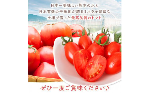 ミニトマト生産量 日本一 玉名市 !！ 「 トマ・ランタン 」 約 3kg ｜ ミニトマト トマト Vege Rise 野菜 高糖度 濃厚 アイコ 熊本県 玉名市 くまもと たまな