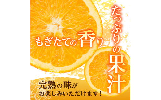 【2025年発送】びぜん　ネーブル　オレンジ　みかん