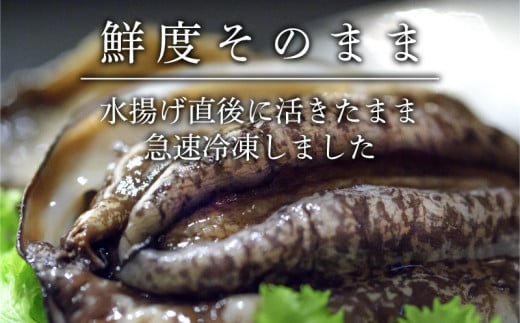 蝦夷あわび 約600g 冷凍 鮑 あわび アワビ 鮑 Abalone ステーキ 刺し身 刺身 バーベキュー  バターソテー 正月 お正月 おせち  BBQ ごはん 夕飯 おかず おつまみ 晩酌 米 丼 海産物 海鮮 魚介 魚介類 贈答品 お中元 お歳暮 大船渡 三陸 岩手県 国産