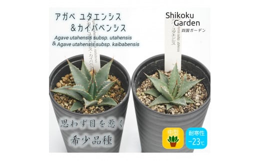 多肉植物 インテリア アガベ ユタエンシス＆ユタエンシス・カイバベンシス 3.5号黒鉢 各１ポット 四国ガーデン 人気 観葉植物 グリーン リラックス 初心者でも育てやすい｜B217