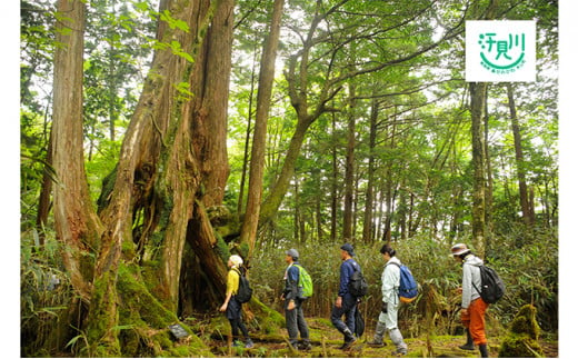 山奥の秘境「汗見川ふれあいの郷清流館」素泊まりペア宿泊券