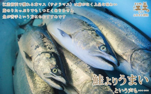 《6月中旬から出荷》船上活〆北海道日本海産 本マス〈サクラマス〉生半身　加熱調理用　ふんわり食感　癖のない上品な旨みと脂のり　「鮭より美味い」という評判も　神経締め　活締め　桜鱒　サーモン