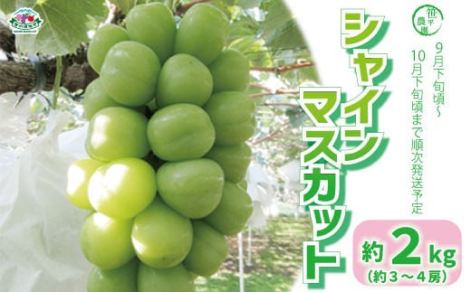 [No.5657-2877]シャインマスカット約2kg（約3～4房）《笹平農園》■2024年発送■※9月下旬頃～10月下旬頃まで順次発送予定