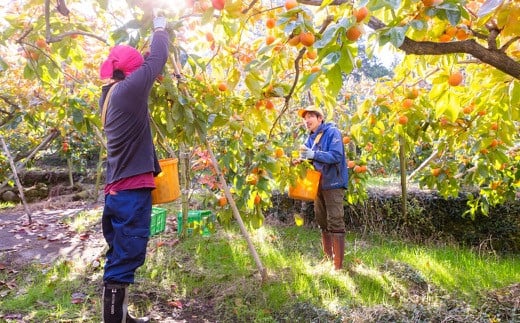 原茂之巨峰園 特撰 富有柿 3kg箱 大玉(3L) 8玉から9玉 2024年11月15日から11月30日 出荷予定