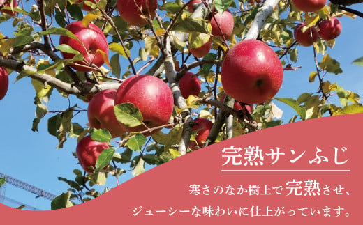 [5657-3418]葉とらず完熟サンふじ特秀品 約5kg (約11～18玉) 《市川ファーム》■2024年発送■※11月中旬頃～12月下旬頃まで順次発送予定