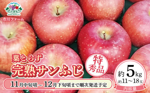 [5657-3418]葉とらず完熟サンふじ特秀品 約5kg (約11～18玉) 《市川ファーム》■2024年発送■※11月中旬頃～12月下旬頃まで順次発送予定