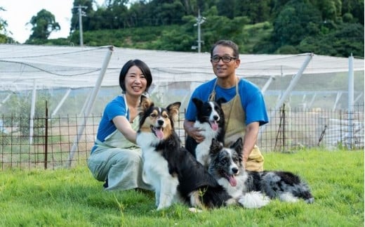 大崎上島の自然いっぱいの中での草木染めは、島の思い出として特別な体験になることでしょう。ぜひ大崎上島に遊びにいらしてください！