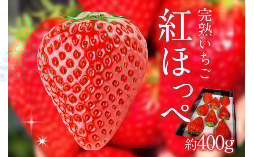いちご農家生産】いちご苗 紅ほっぺ 40株 苺香の完熟いちご「紅