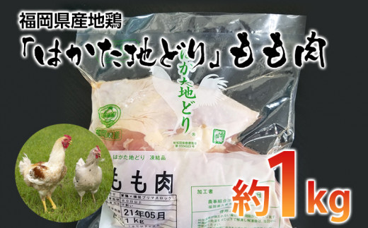 福岡県産地鶏「はかた地どり」もも肉(約1kg) お取り寄せグルメ お取り寄せ 福岡 お土産 九州 ご当地グルメ 福岡土産 取り寄せ 福岡県 食品