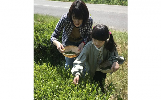 【体験期間：6月末まで】村内の茶畑で茶摘み＆手もみ製茶体験！（大人ペアチケット） [№5299-0030]