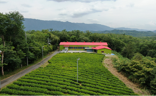 【体験期間：6月末まで】村内の茶畑で茶摘み＆手もみ製茶体験！（大人ペアチケット） [№5299-0030]