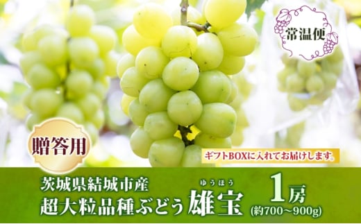 贈答用 雄宝 1房 約700～900g 葡萄 ブドウ ぶどう 大粒 種なし 甘い フルーツ 果物 産地直送 新鮮 お取り寄せ ギフト 国産 季節限定 茨城県 結城市 [№5802-1038]