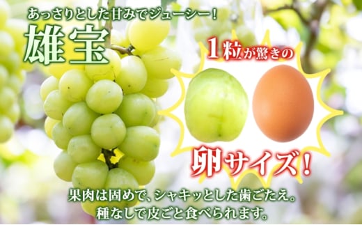 贈答用 雄宝 1房 約700～900g 葡萄 ブドウ ぶどう 大粒 種なし 甘い フルーツ 果物 産地直送 新鮮 お取り寄せ ギフト 国産 季節限定 茨城県 結城市 [№5802-1038]