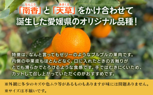 紅まどんなと同品種！＜愛媛果試28号 家庭用 約10kg＞ 訳あり わけあり 自宅用 果物 フルーツ みかん ミカン 蜜柑 オレンジ えひめかし 選べる 食べて応援 特産品 柑橘園柴田 愛媛県 西予市【常温】