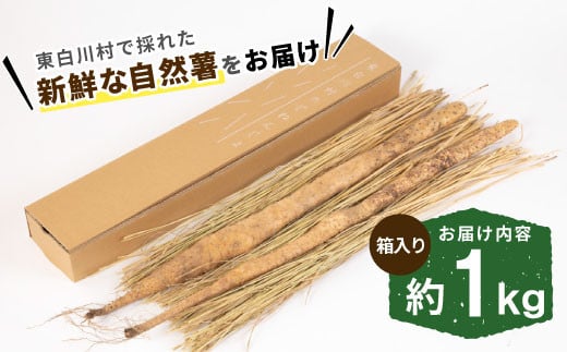 【2024年12月発送】東白川村の自然薯 1kg じねんじょ 山芋 とろろ 自然薯 15000円