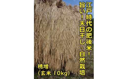 1434 江戸時代のお米！ 穂増(玄米) 10kg 令和6年産