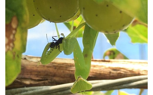 ユネスコ・エコパークに認定された有機農業の町、綾町。自然生態系に配慮し、安心安全なブドウ栽培、ワイン造りを行なっています