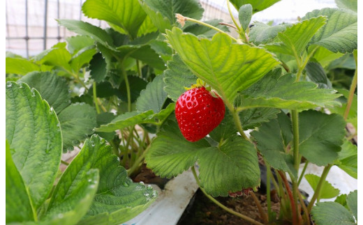 FRAISE下北夏秋いちごスパークリングワイン