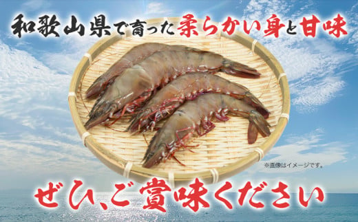 紀州和歌山産天然足赤えび 540g×2箱(270g×4パック) 化粧箱入 魚鶴商店《11月上旬-2月末頃出荷》和歌山県 日高町 足赤えび えび エビ