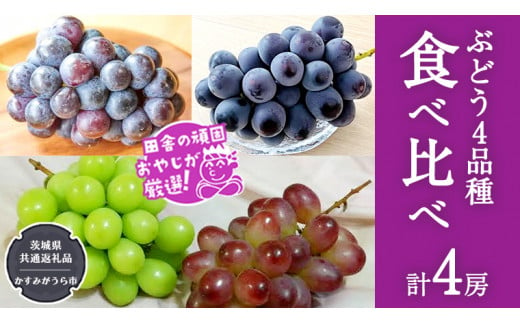 ぶどう4品種食べ比べ（各１房ずつ）【令和5年8月より発送開始】（茨城県共通返礼品：かすみがうら市産） ブドウ 葡萄 果物 フルーツ 茨城県産