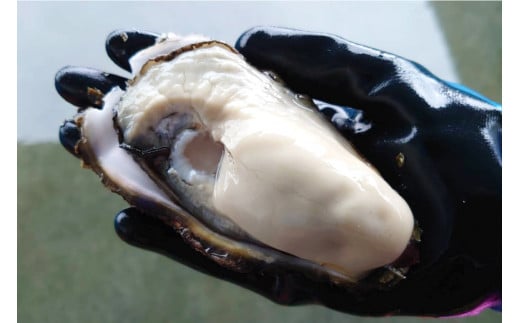 【期間限定発送】【発送期間：5月～6月】唐桑もまれ牡蠣 15個 約3kg [戸羽平 宮城県 気仙沼市 20563890-5gatsu] 魚貝 魚介 牡蠣 かき カキ 殻付き 生ガキ 生食 濃厚 クリーミー 豪華 ご褒美 冷蔵