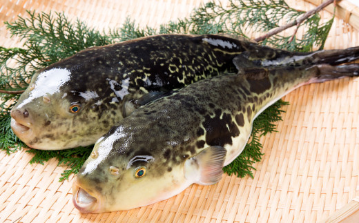 とらふぐフルコース【刺身菊盛・ちり鍋】鍋〆に米麺付き