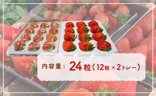 いちご「けんたろう」2トレーセット 【 ふるさと納税 人気 おすすめ ランキング 果物 いちごイチゴ 苺 国産いちご 国産苺 けんたろう セット おいしい 美味しい 甘い 北海道 豊浦町 送料無料 】 TYUAB001