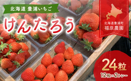 いちご「けんたろう」2トレーセット 【 ふるさと納税 人気 おすすめ ランキング 果物 いちごイチゴ 苺 国産いちご 国産苺 けんたろう セット おいしい 美味しい 甘い 北海道 豊浦町 送料無料 】 TYUAB001