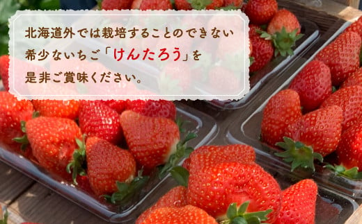 いちご「けんたろう」2トレーセット 【 ふるさと納税 人気 おすすめ ランキング 果物 いちごイチゴ 苺 国産いちご 国産苺 けんたろう セット おいしい 美味しい 甘い 北海道 豊浦町 送料無料 】 TYUAB001