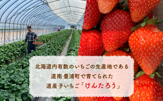 いちご「けんたろう」2トレーセット 【 ふるさと納税 人気 おすすめ ランキング 果物 いちごイチゴ 苺 国産いちご 国産苺 けんたろう セット おいしい 美味しい 甘い 北海道 豊浦町 送料無料 】 TYUAB001