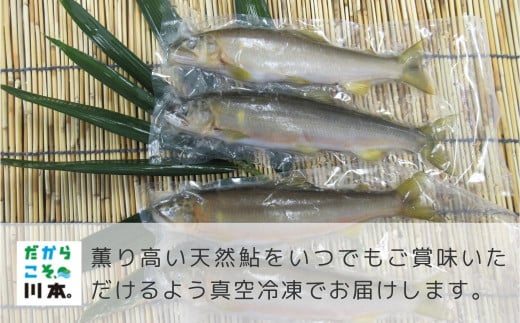 080311【一級河川・江の川の恵み】島根県産天然鮎(冷凍)約800ｇ(10尾前後)